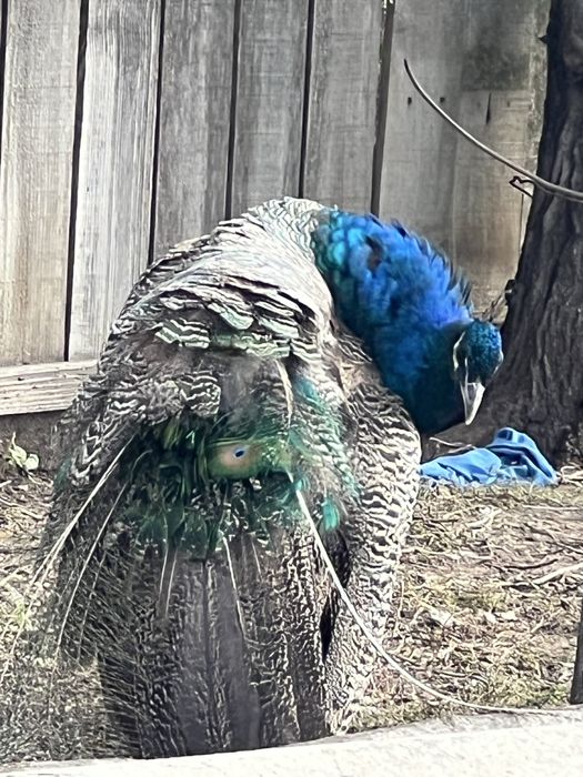 Vând pereche de păuni