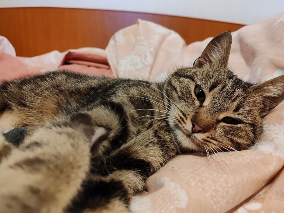 Adoptie Poppy, pisica sociala si dragastoasa