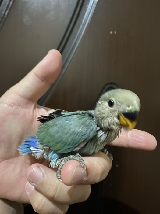 Ruchnoy nerazluchniki popugay sotiladi