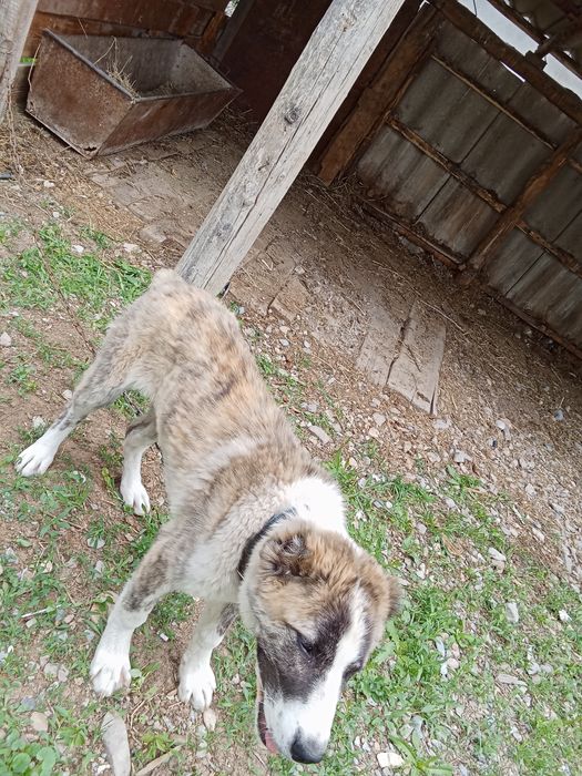 Алабай күшік сатылады