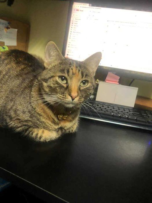 ANUNT IMPORTANT: se cauta stapan pentru o pisica cu personalitate mare