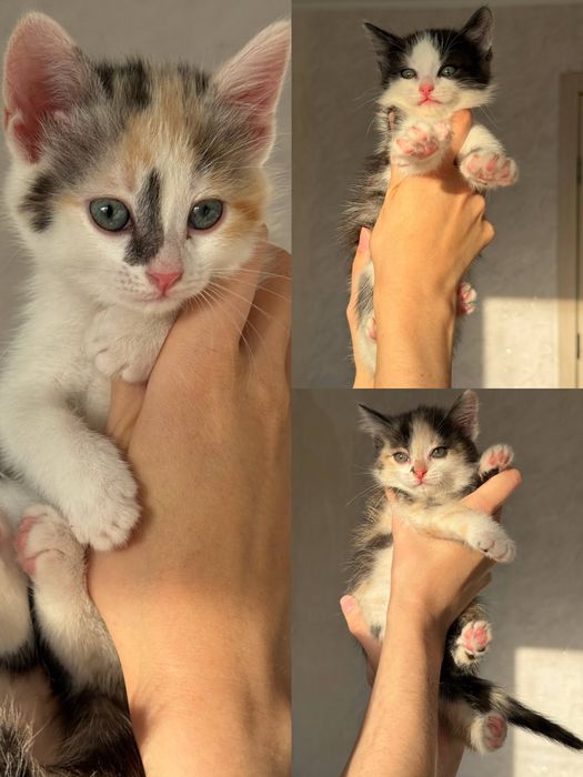 Отдадим котят в добрые руки