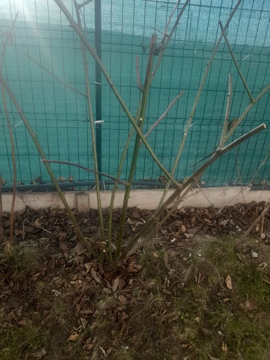 Fructe de padure mure tufe mari rodesc anul acesta