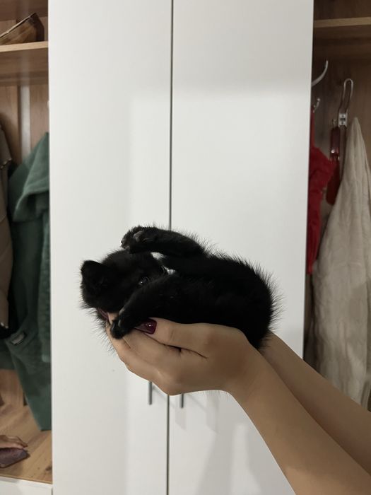котенок в добрые руки