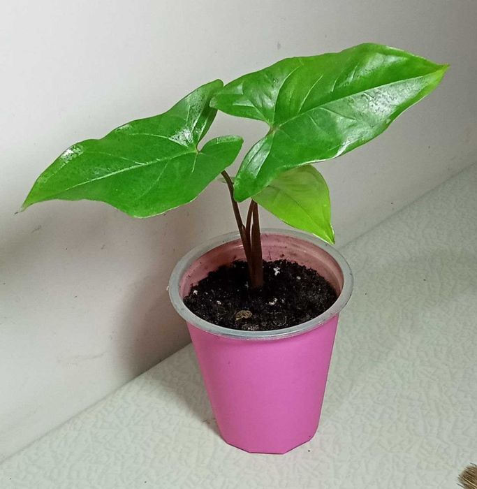 Продам. Для любителей выращивания цветов от маленьких до больших.