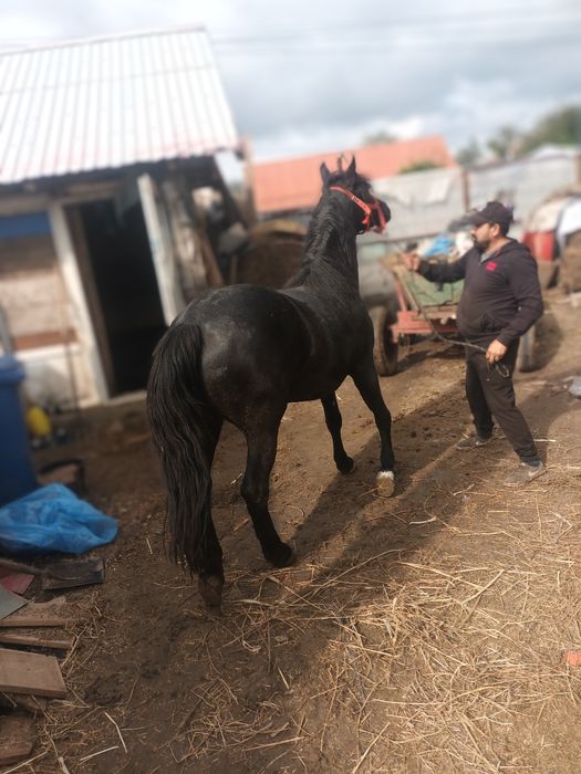Cai de vânzare dua bucati