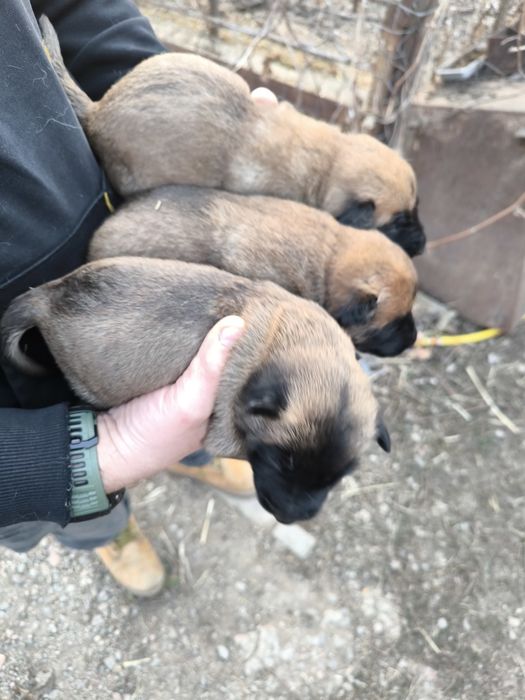 Бельгийская овчарка малинуа