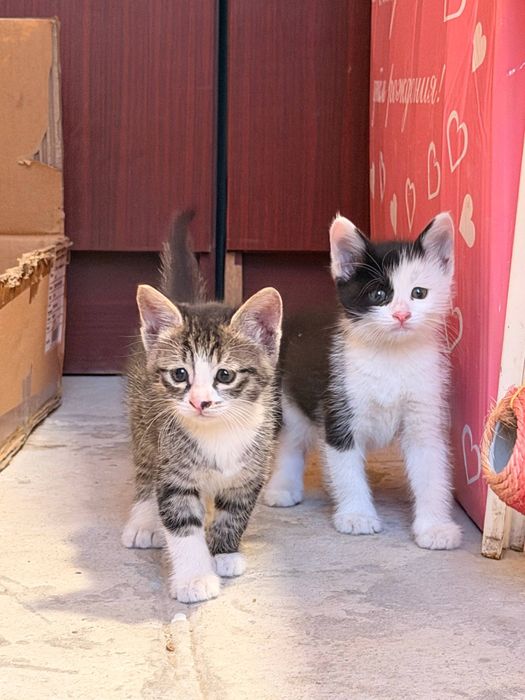 Котятки в добрые руки