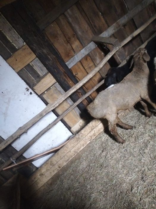 продам двух кошкарчиков