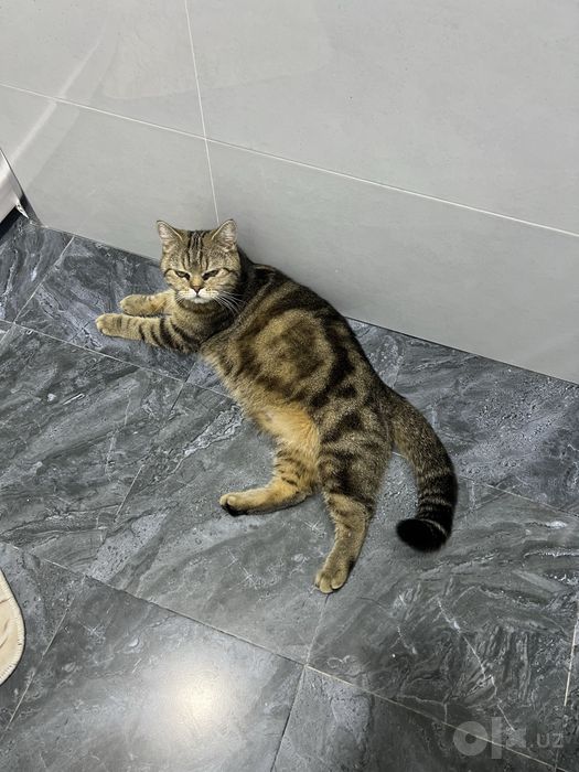 кот кошка mushuk British Shorthair