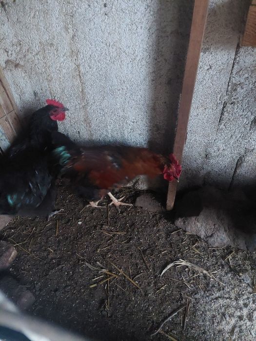 Cocosi tineri foarte frumosi