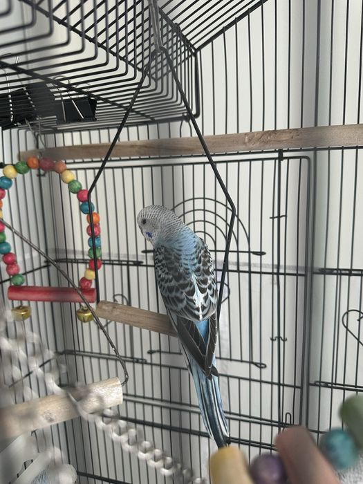 Продаю попугаев малышей