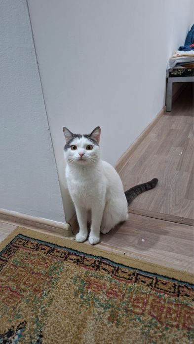 Отдам кота бесплатно