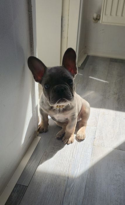 Vând Buldog Francez Merle Blue