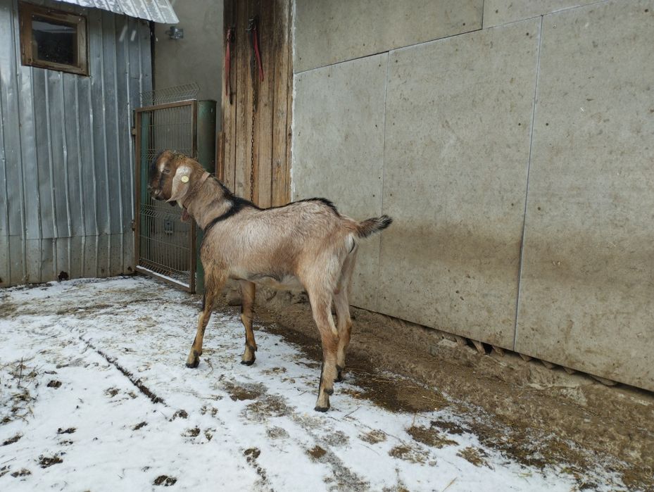 Masculi alpina franceza și anglonubiana