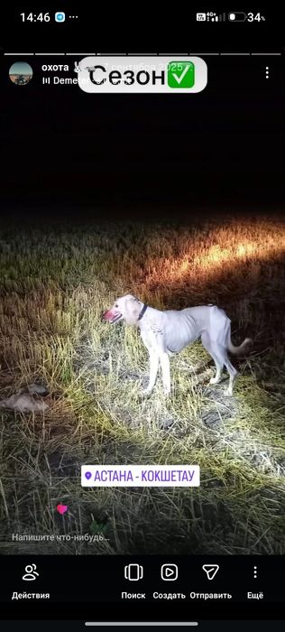 Продам тазы сука