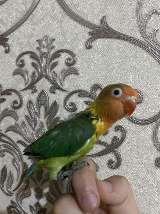 Ruchnoy popugay sotiladi