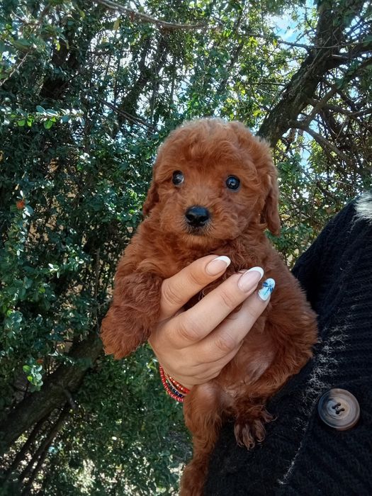 Baietel Pudel jucarie