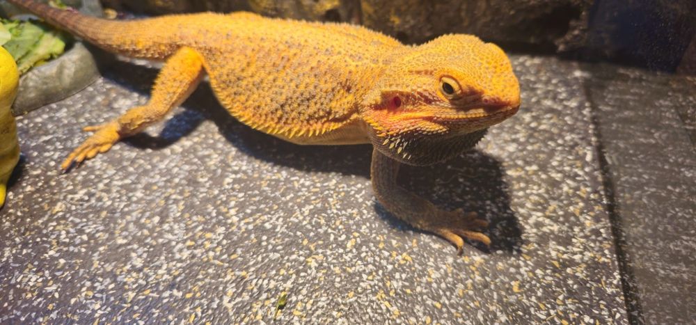 Agama cu Barba Rosie