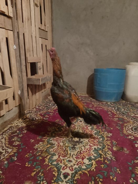 Продаетца петушок