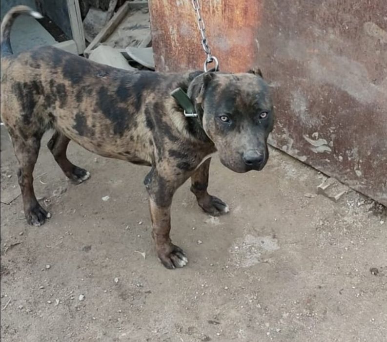 Вязка албанский питбуль