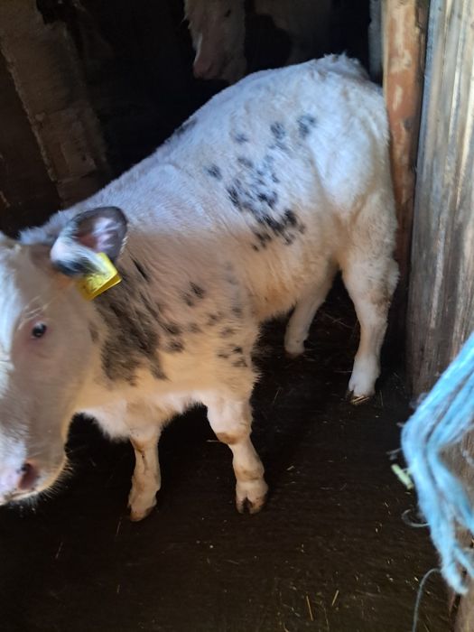 Vând vitel de carne!