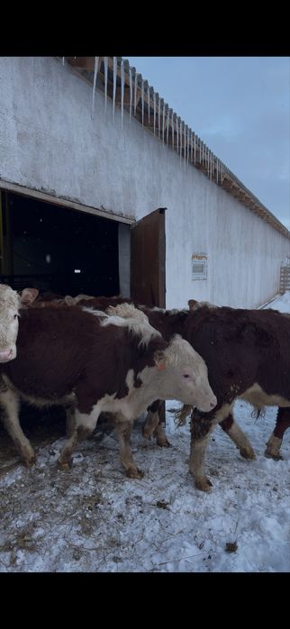 Ақ бас бык белоголовый