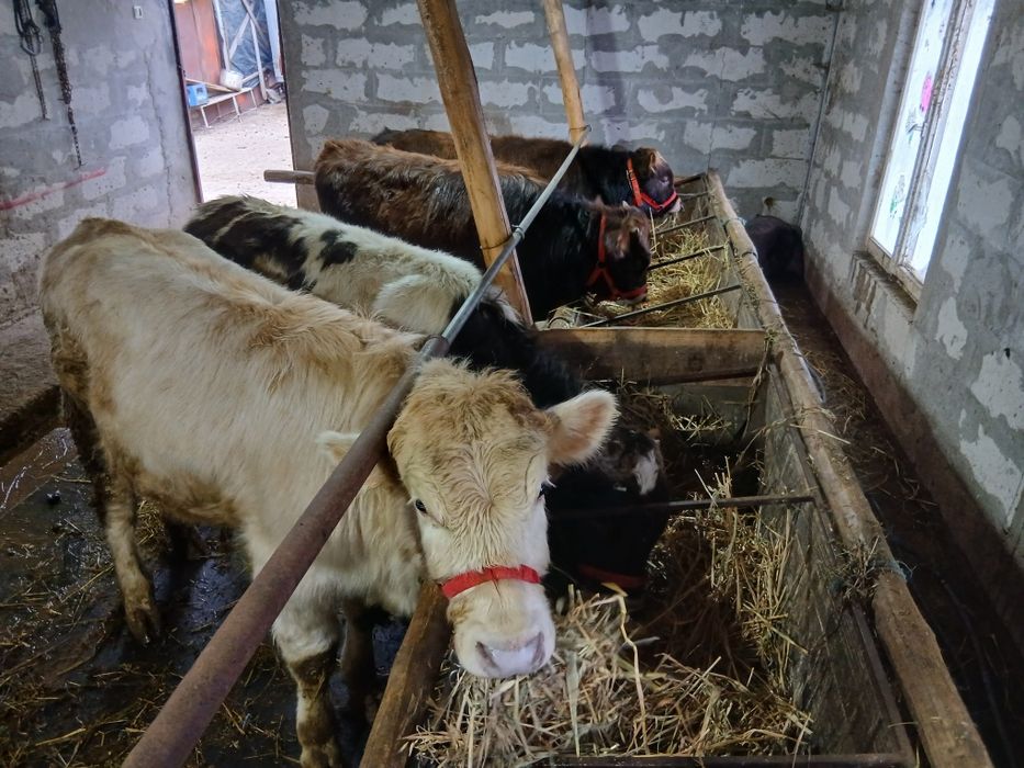 Vând sau schimb cu oi 4 tauras 2 de rasa si 2 autoctoni.