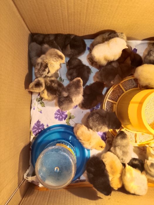 Продам домашних цыплят