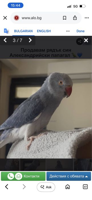 Продавам рядък син Александрийски папагал