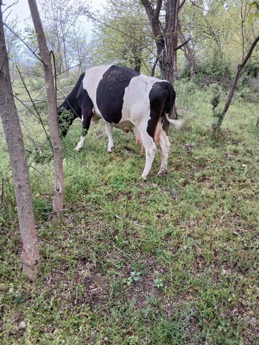 Vând vaca  foarte buna de lapte