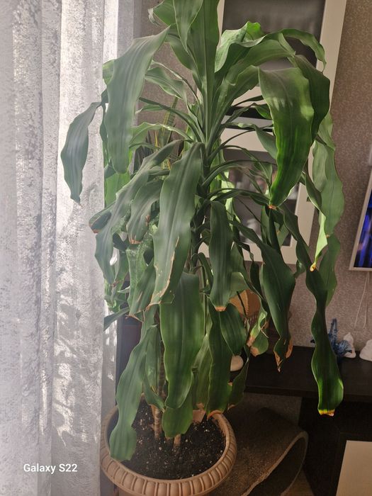 Драцена душистая.