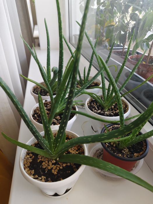 Продам алоэ вера