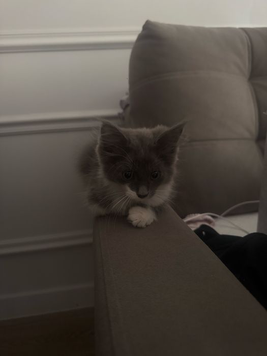 отдам кота в хорошие руки