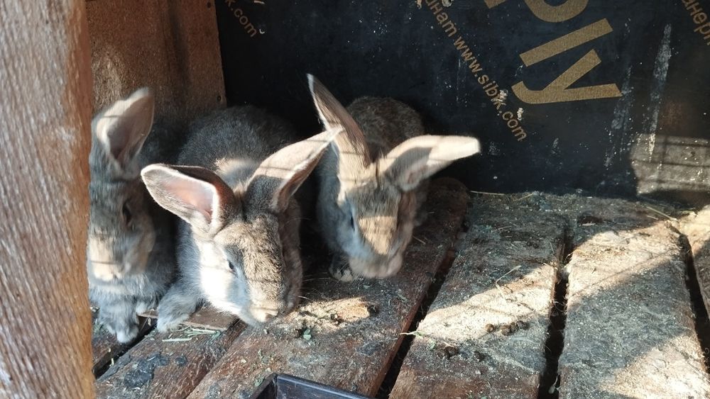 Продаются кролики