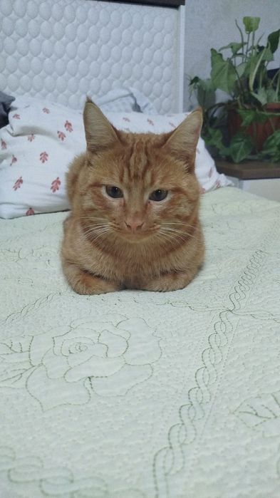 Пропал кот помогите найти