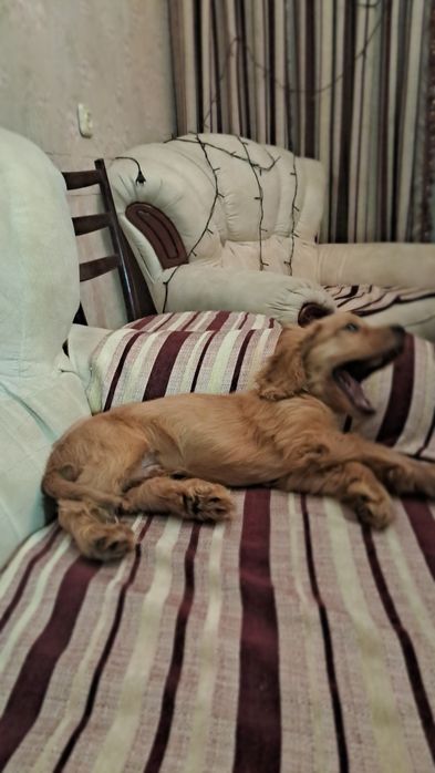 Щенок Порода Лабрадор