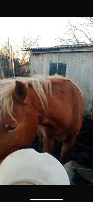 Құнан сатылада озерной аулында тур