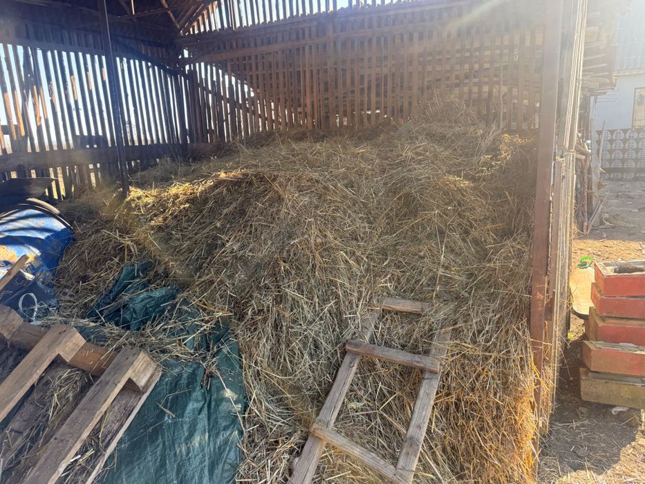 Vând fan si otava nebalotat