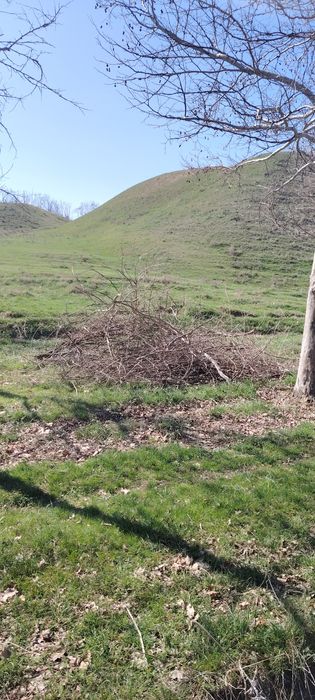 Ветки бесплатно отдам