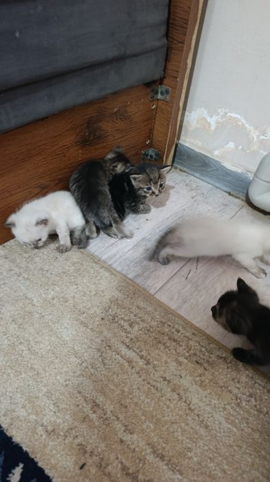 Катя а в добрые руки