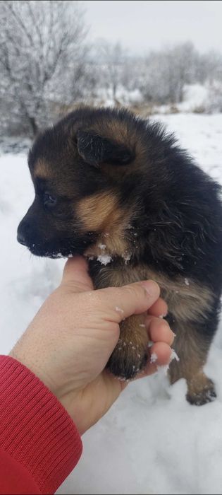 Немска овчарка малки сладки кученца