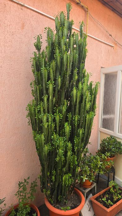 Cactus Euphorbia Trigona uriaș / impresionant - înălțime 2.20 m