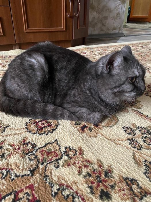 Продам кота самец пародистый