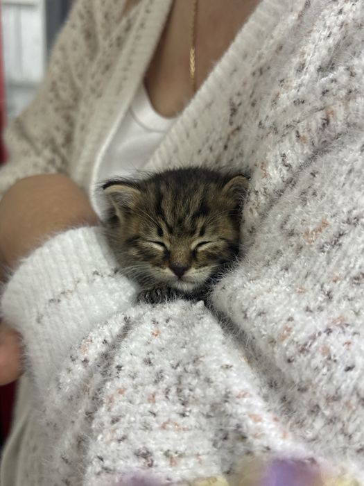 Котенок мальчик крошечный