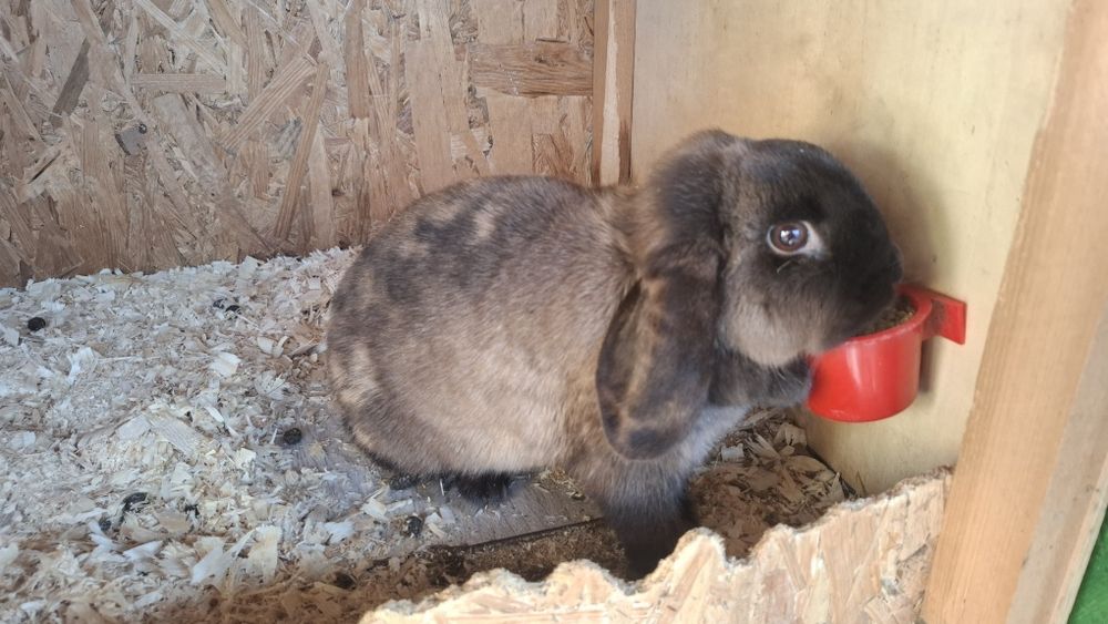 Iepuri berbec pitic originali