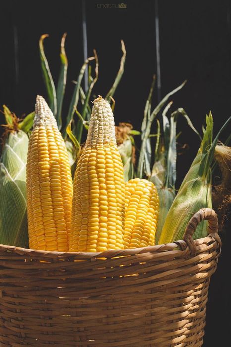 Кукуруза хорошего качества