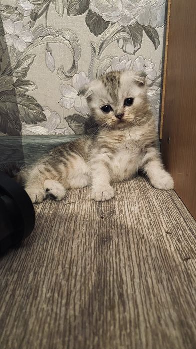 Шотладские котята