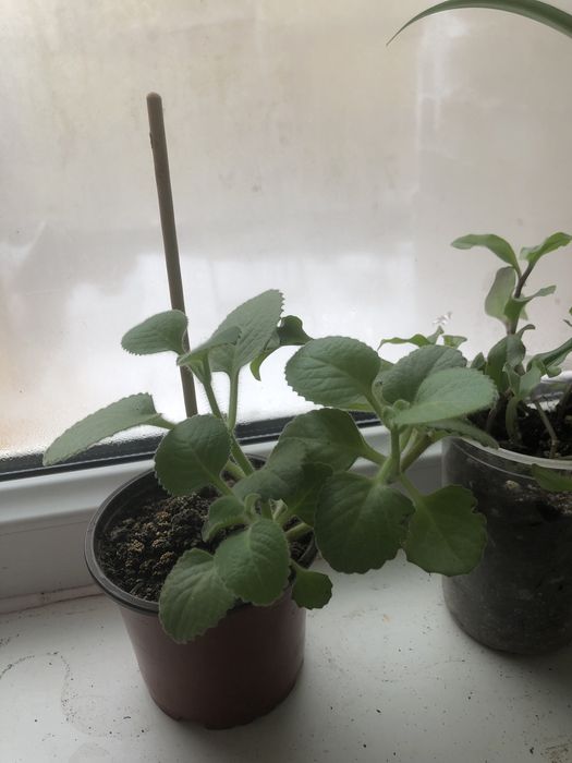 Продам комнатные цветы