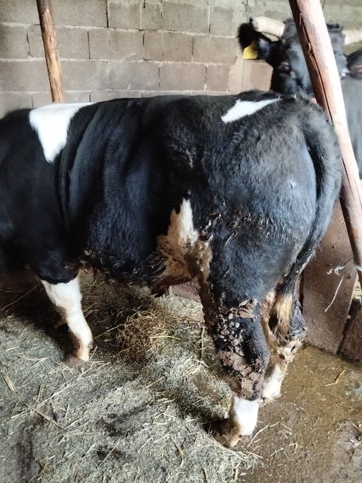 Vând taur bălțat german